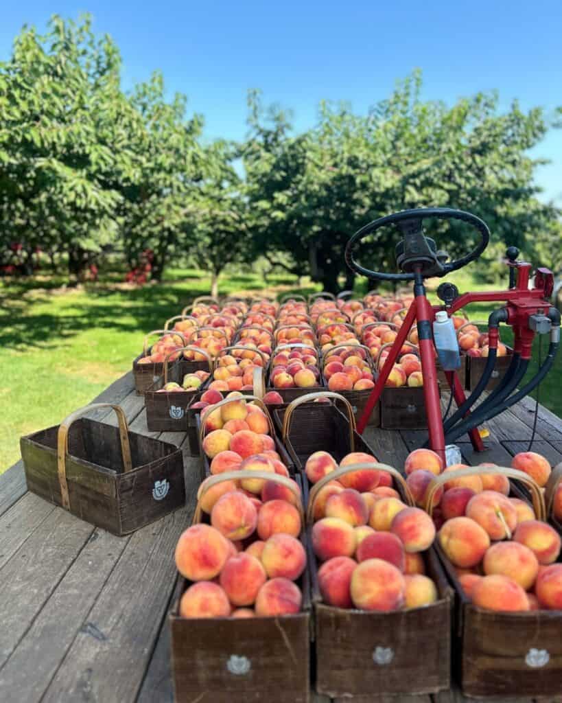 Display of fresh peaches at the farm stand